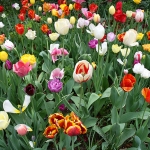 broadway-tulips-700
