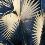 img_6268-700-copy