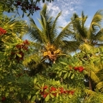 thumbs_241_web