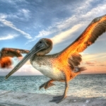 thumbs_Dancing-Pelican-copy