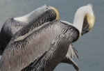 two_pelicans_web