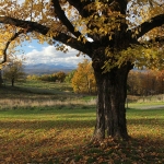 272-copy_800