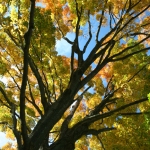 autumn-maple-700