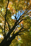 autumn-maple-700