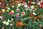 broadway-tulips-700