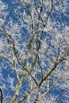 img_8272-worked-copy-700