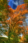 Autumn Borden Road Vertical copy