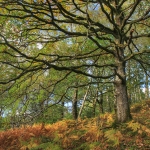 1_IMG_9341_tonemapped_800