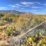 cali-3763_tonemapped_800