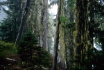 mt-rainer-forest-worked-copy-700